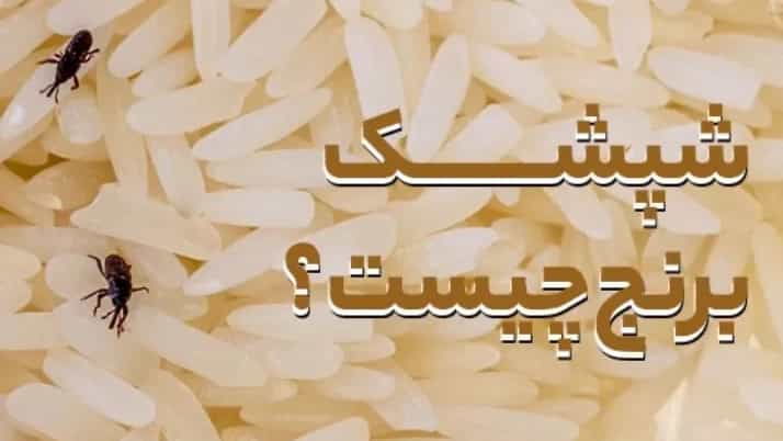 راه‌های جلوگیری از شپش زدن برنج
